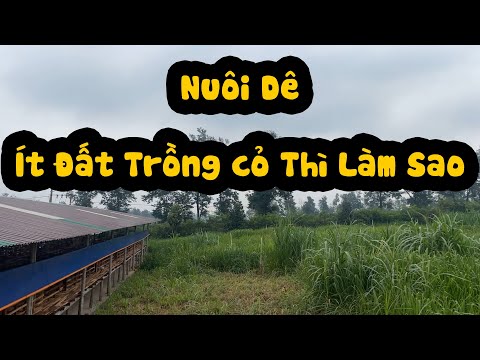 Video Nuôi Dê Nhưng Không Có Đất Trồng Cỏ Phải Làm Sao ? - youtube
