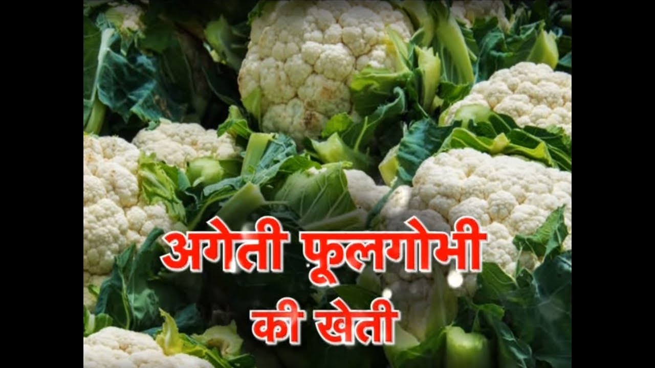 Khet Khalihaan - अगेती फूलगोभी की खेती