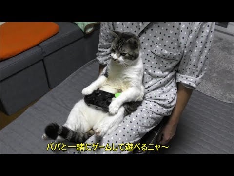 座り方がまるで人 パパの膝の上に座る猫リキちゃん コントローラーも上手に持てるニャン リキちゃんねる 猫動画 Cat Videos キジトラ猫との暮らし Youtube