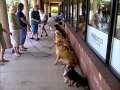 Dog Training Class: Drop-in Field Trips -- Suburban Chicago IL: Downers Grove, Illinois Dog Training Class: Drop-in Field Trips -- Suburban Chicago IL: Downers Grove, Illinois