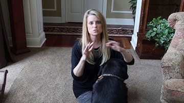 What Are the Best Dog Leashes and Collars?