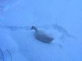 Duck in snow