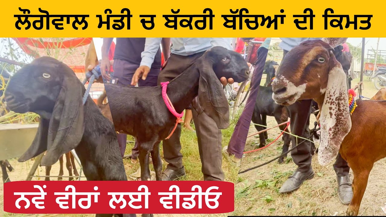 ਲੌਗੋਵਾਲ ਮੰਡੀ ਚ ਬੱਕਰੀ ਬੱਚਿਆਂ ਦੀ ਕਿਮਤ । goat kids price longowal bakra mandi | goats goat #goat#goats