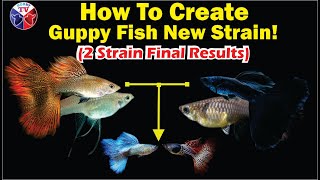 Guppy Fish Crossbreeding Project Update EBM and Redlace Final Result