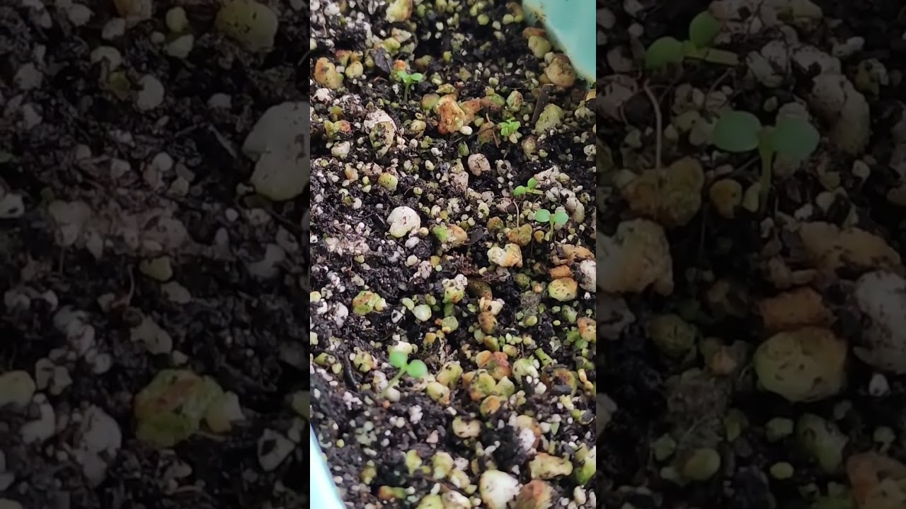 Day 25 - Strawberry seedlings 🍓 new 