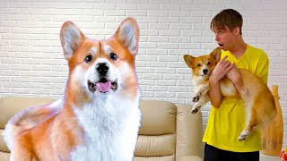 Огромный КОРЖИК ИЗ БУДУЩЕГО хочет СОЖРАТЬ НАС!! (Корги Коржик) Говорящая собака