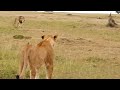 Big male lion shows lioness how to deal with hyenas