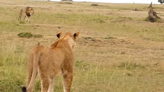 Big male lion shows lioness how to deal with hyenas