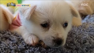 [Haha Land 2] 하하랜드2 -Mom ignores babies 20180411
