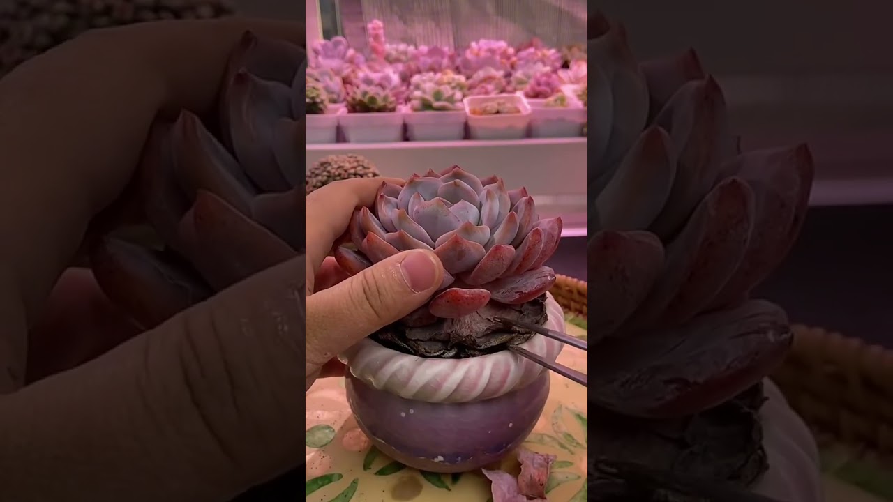 Succulent Plant Care Guide | How to Grow Healthy Succulents Indoors