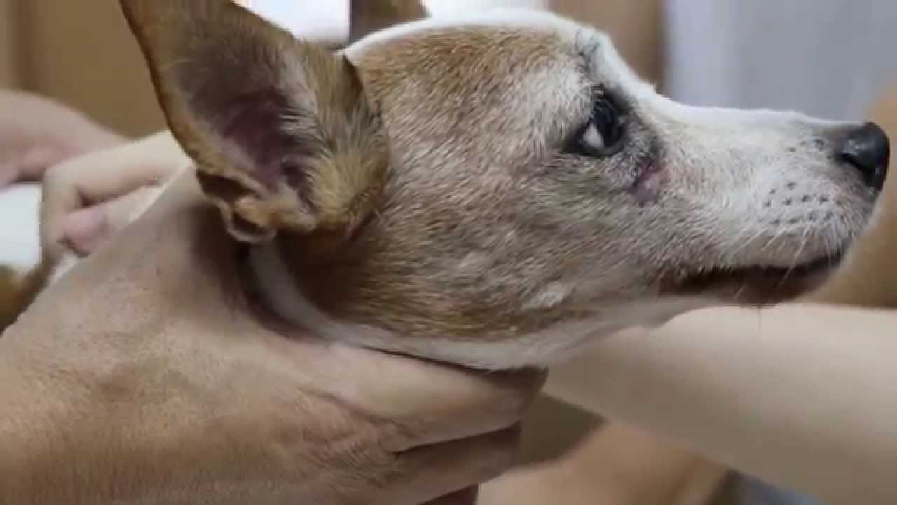 Carnaissal (malar) tooth and oronasal fistula now Part 1 YouTube