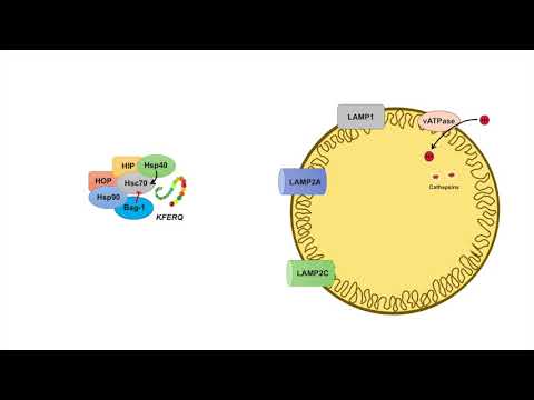 Video: Mögliche Synergie Zwischen Tau-Aggregationsinhibitoren Und Tau-Chaperonemodulatoren