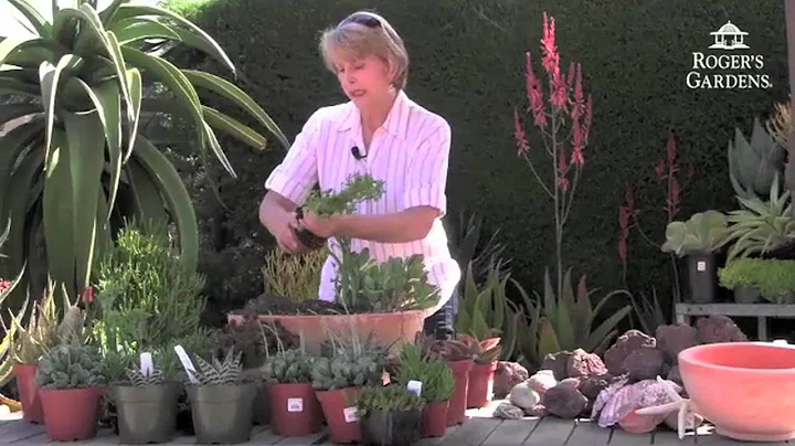 Roger's Gardens | Debra Lee Baldwin Succulents Sem...