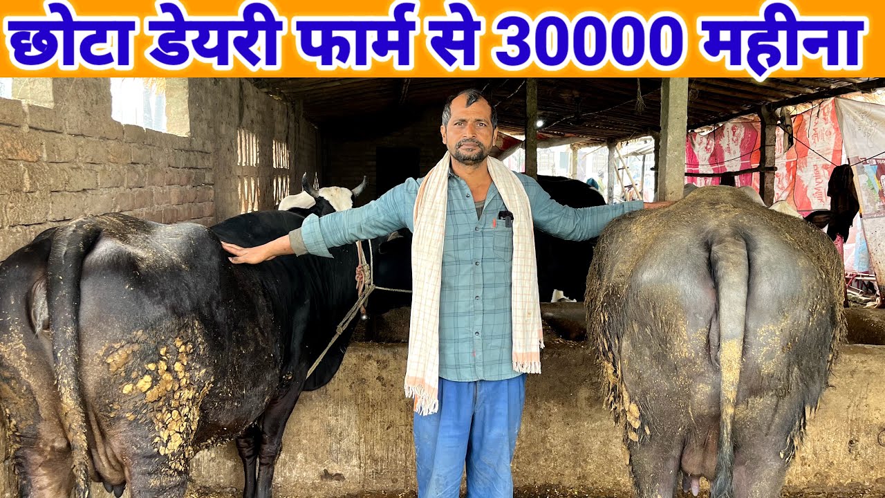 छोटा डेयरी फार्म से 30 हजार महीना कमाई | small dairy farm in india 