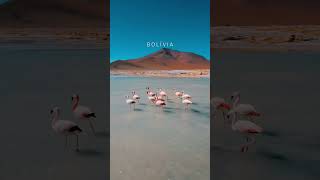 O balé dos Flamingos diante dos nossos olhos.. Momento mágico na #bolivia 🥹 #nature #amazing #peace