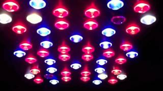 X5 LED grow light, 5 watt H.O. chipsets