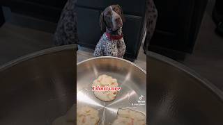 GSP German Shorthaired Pointer puppy doesn't care.... #shorts #ytshorts #dog #gsp #gsd #viral