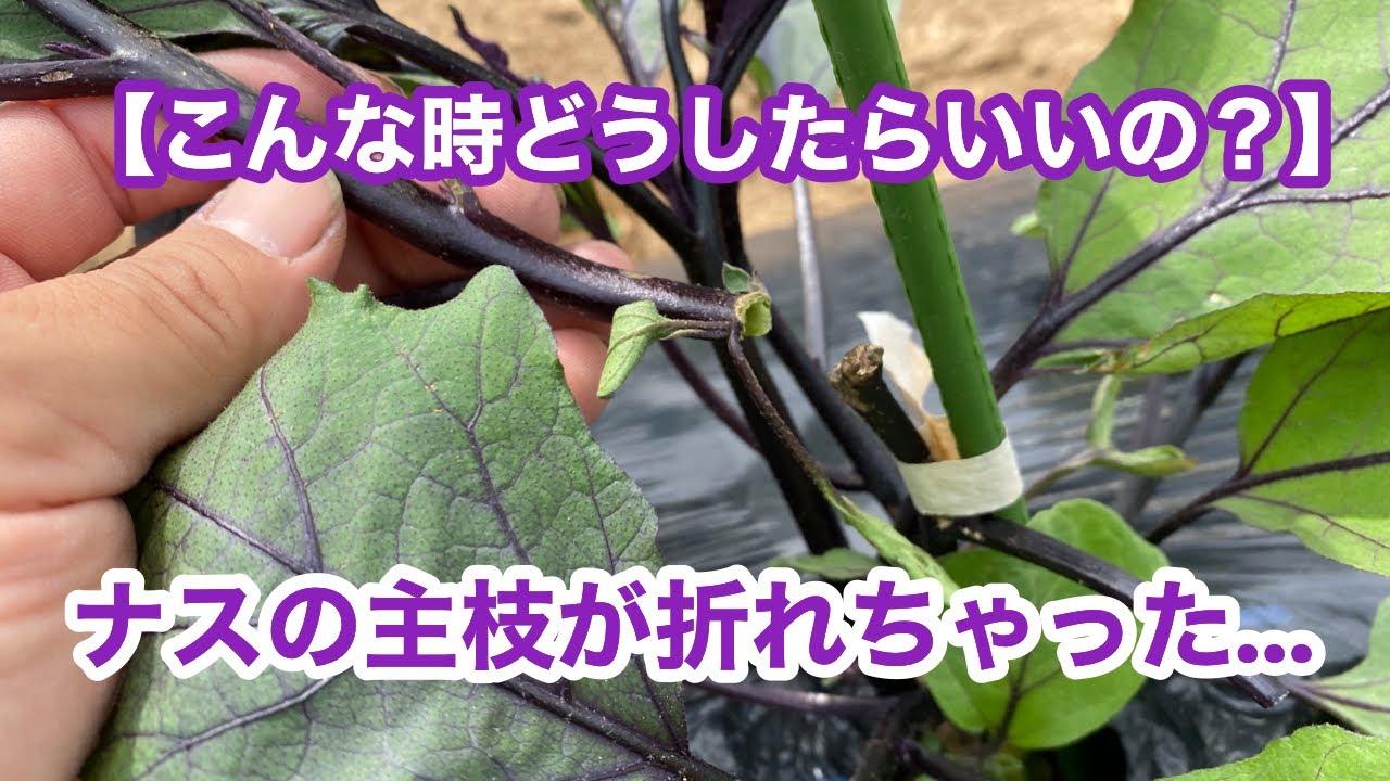 こんな時どうしたらいいの？】ナスの主枝が折れちゃった… 2022.6