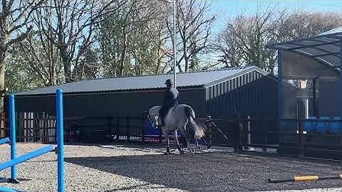 Developing Rhythm & Relaxation in Jumping with Targa Hammond