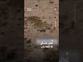مشهد غريب في حلب: ثعالب تتسلّق تلة القلعة وسط المدينة