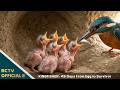 KINGFISHER: 49 Days From Egg to Survivor | Cinematic Wildlife Story