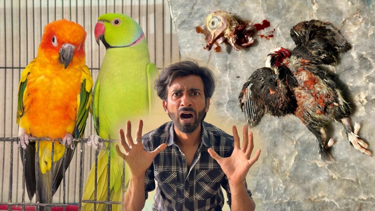 Karbai Pigeon Ki Gardan Kat Di! 😱