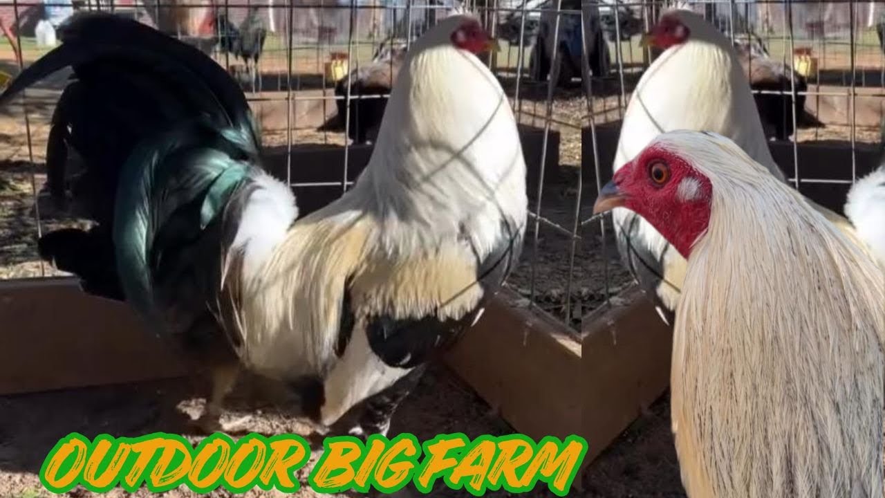 ANGEL MARTINEZ - Feeding Time Shape Chicken Coop Indoor Outdoor Breeding Pens 🇺🇸