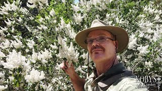 Ceanothus leucoderimis. (Chaparral Whitethorn). (Western Lilac). Glowing white version!