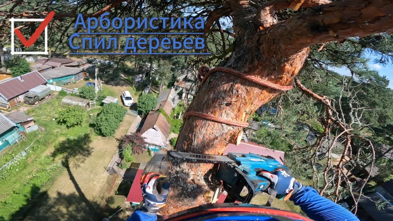 Спил крупной сосны частями с завешиванием над крышей дома | Арбористика | Makita | Удаление дерева 