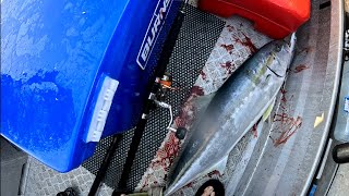 Stickbaiting kingfish tauranga nz (Big fish landed!!) #fish #kingfish #stickbait #fishing #boat
