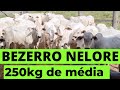 Venda de Bezerro nelore - Investimento