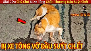 Mèo Mập Review Giải Cứu Chú Chó Bị XE TÔNG VỠ ĐẦU SUÝT CH.ẾT || Review Con Người Và Cuộc Sống screenshot 3