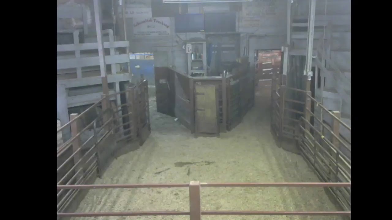 Menno Livestock Sale 21 July 2020 YouTube
