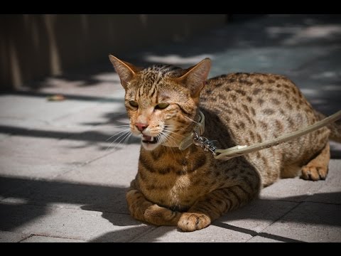 Video: Plemeno Mačiek Plemena American Wirehair, Hypoalergénne, Zdravie A životnosť