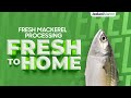 From the ocean to your plate mackerel packing process in a seafood factory