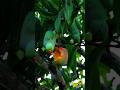 cute Bird Eating Mango #nature