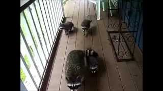 Mommy Raccoon & Three New Babies 6-27-14 by Escape From NY 18,905 views 9 years ago 1 minute, 45 seconds