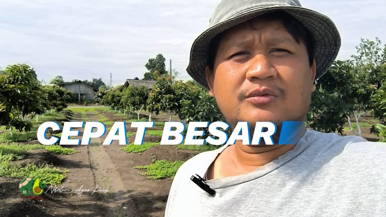 GUNAKAN METODE INI AGAR ALPUKAT CEPAT BESAR
