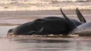 Rescue efforts continue for beached whales