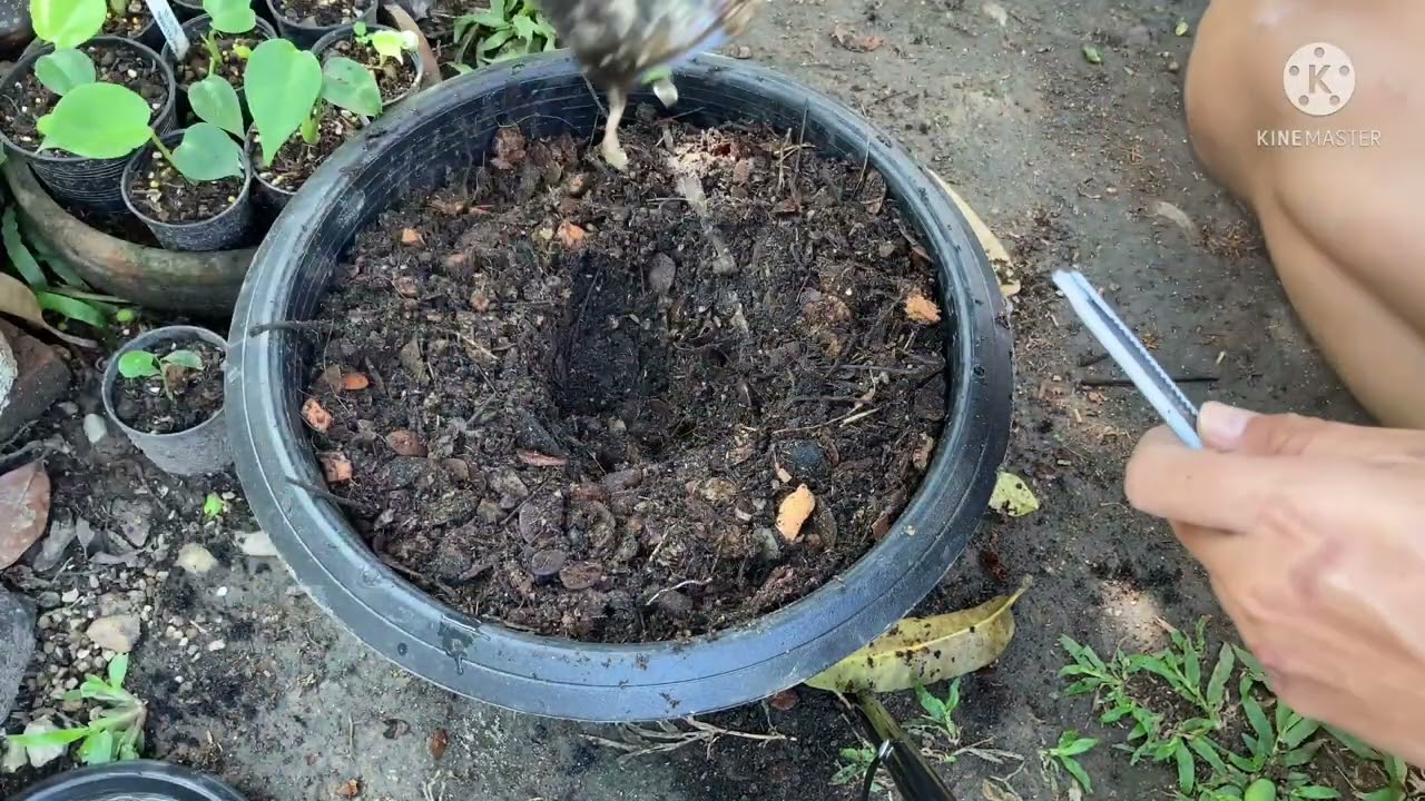 สูตรดินปลูกหน้ากากฟาโรห์Colocasia Pharaoh’s Mask