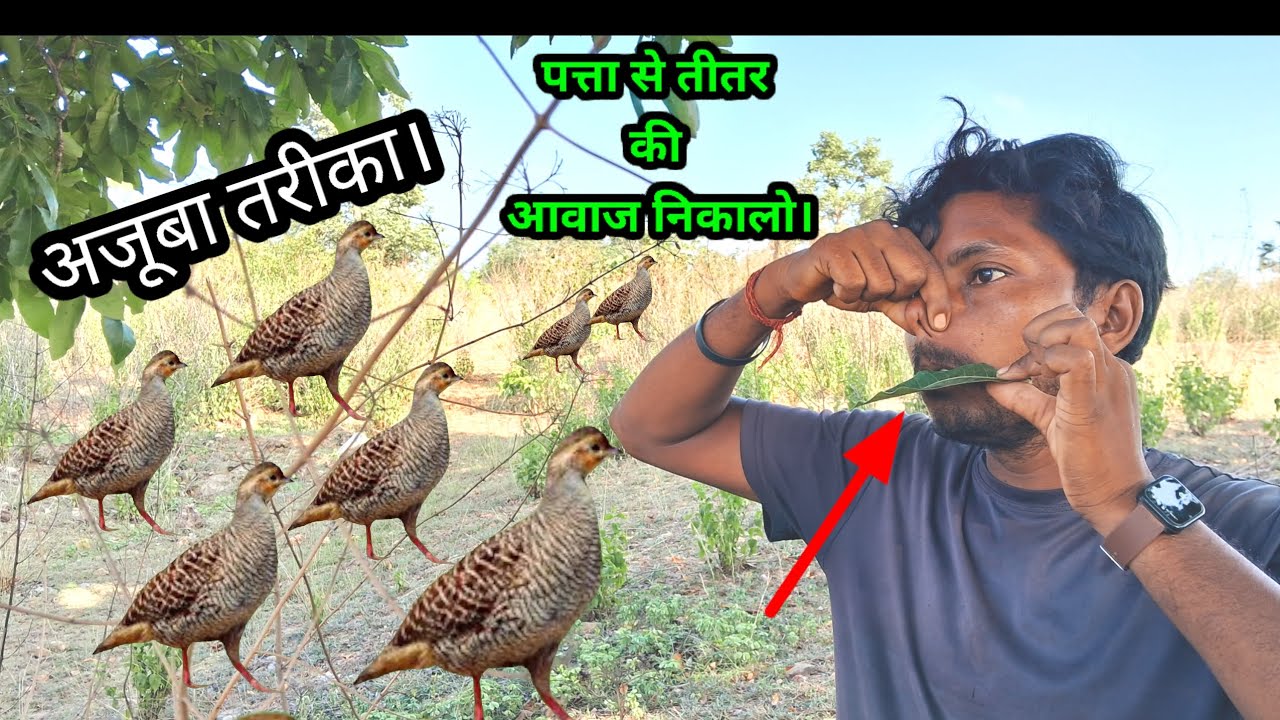 पता से तीतर की आवाज निकाले अजूबा तरीका। Amazing way to produce partridge sound from a 🍃  francolin