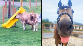 Best Farmyard Animal Videos