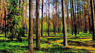 видео: Пение лесных птиц 🌿 Звуки природы для релаксации и сна 🌿 Звуки природы картинка: Пение лесных птиц 🌿 Звуки природы для релаксации и сна 🌿 Звуки природы