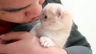 The sweetness and cuteness of kittens 😍 💖 💕 by Lovely Paws 1,847 views 2 weeks ago 8 minutes, 12 seconds