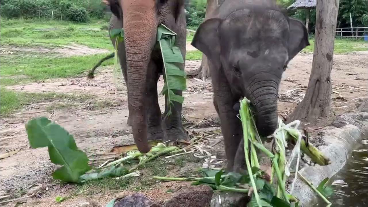 Baby Elephant And Her Mom Enjoy Eating Banana Trees! - YouTube