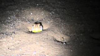 G and T's: Barking Gecko in the Kalahari