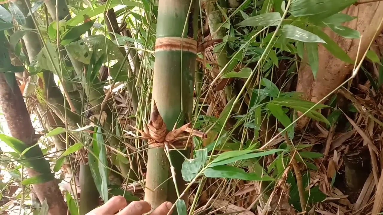11 Ciri Ciri Bambu  Petung Terpopuler 