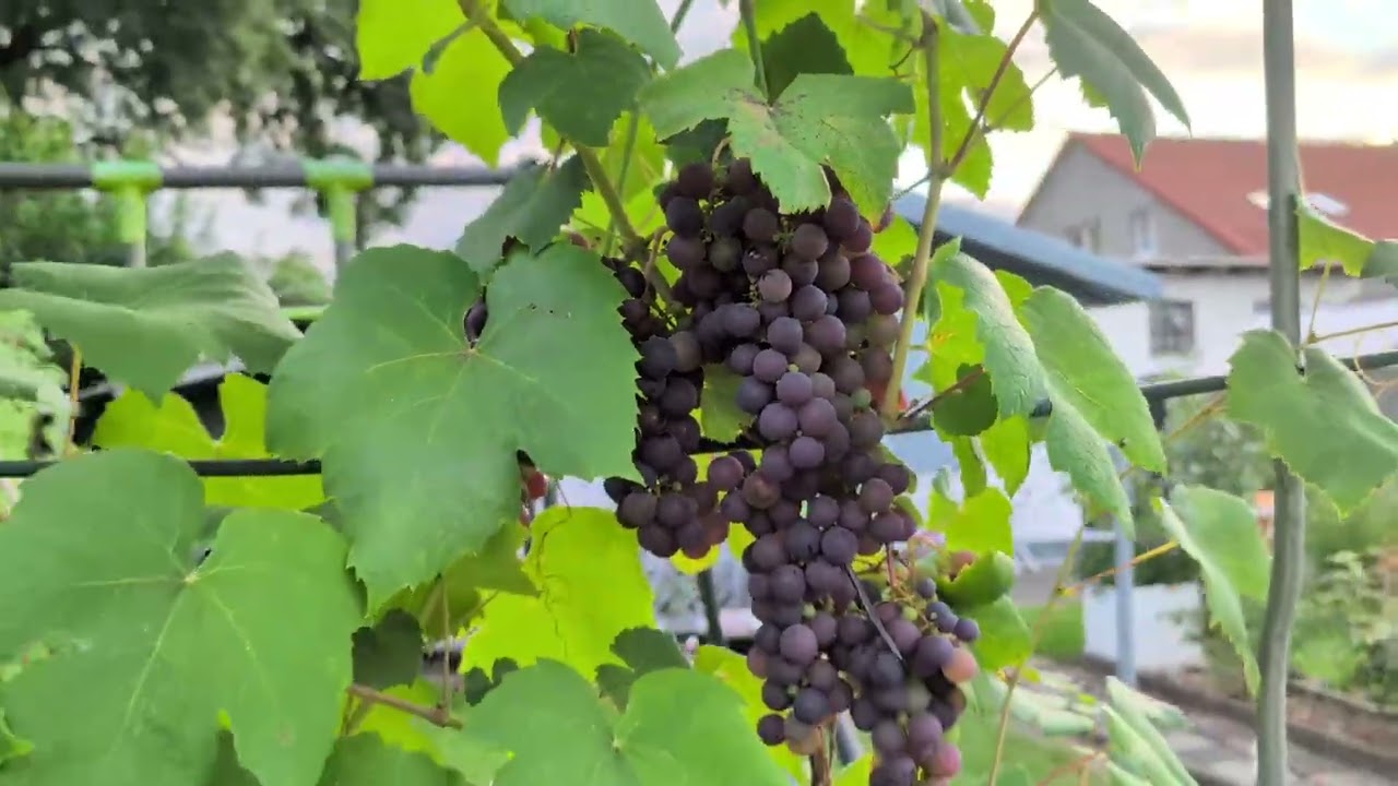 Дача в Германии 