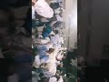 زمار تسابيت