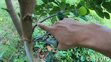 Cách Tỉa Cành Mít Thái Sao Cho Hợp Lý Nhất